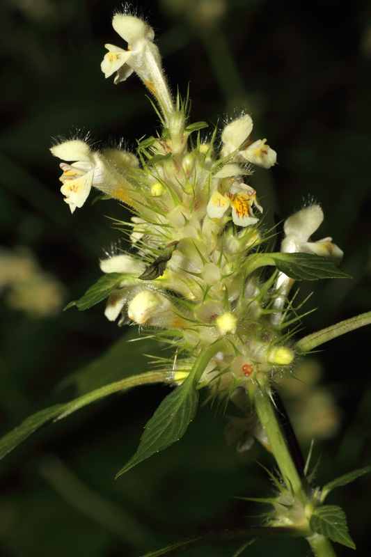 Galeopsis sulphurea / Canapetta sulfurea